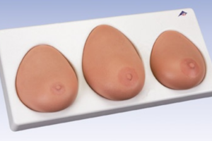  Breast Self Examination Model, Three Single