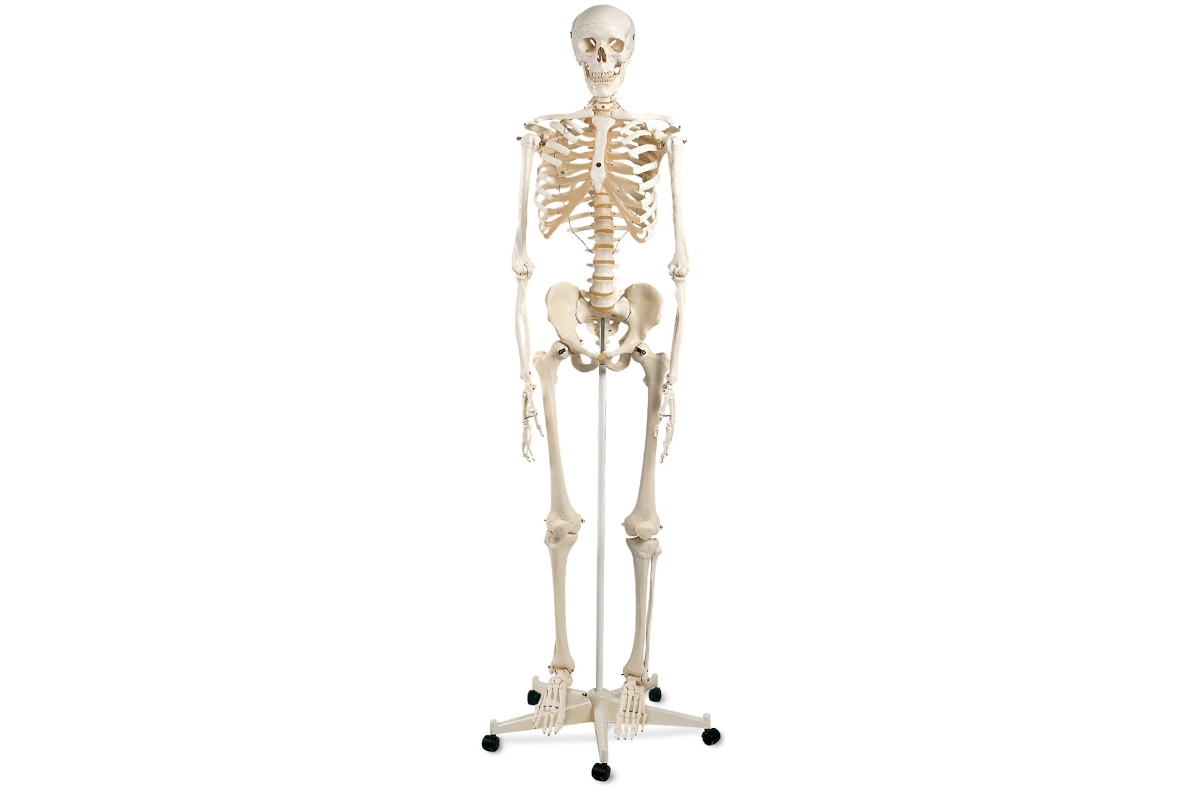 Human Skeleton Model – GHA – German Health Alliance