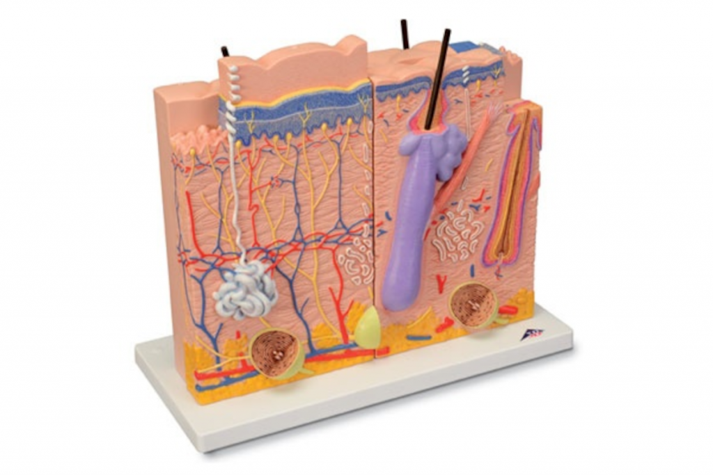 Skin Model – 3 part – GHA – German Health Alliance