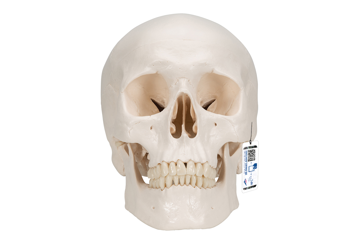 Classic Human Skull Model – GHA – German Health Alliance